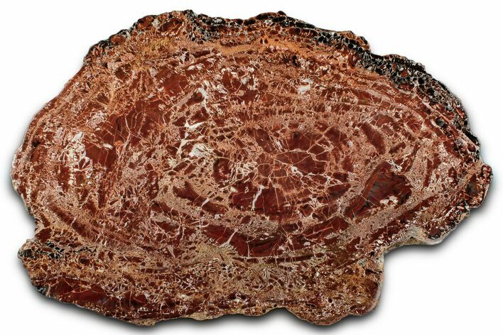 Colorful Petrified Wood (Araucarioxylon) Round - Arizona #344104